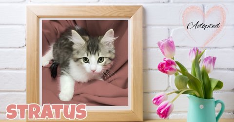 Cat, Kitten, Greeting Card. Text: Adopted STRATUS