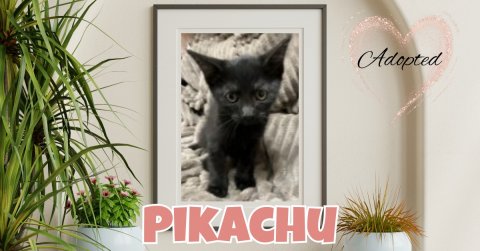 Cat, Kitten, Potted Plant. Text: Adopted PIKACHU
