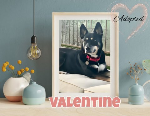 Dog, Husky, Greeting Card. Text: Adopted