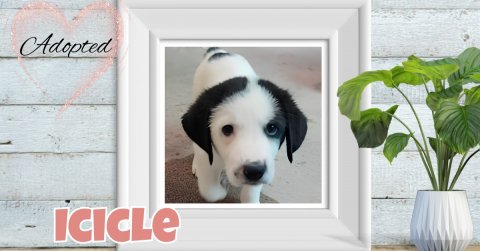 Plant, Potted Plant, Dog. Text: Adopted ICICLE