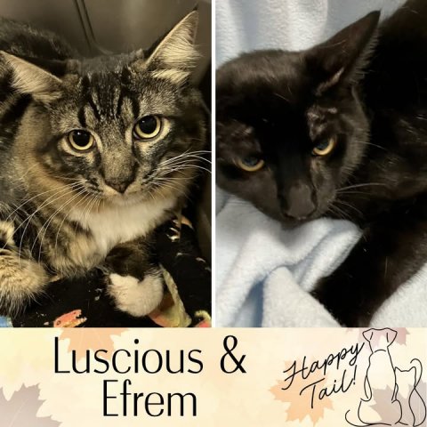 Cat, Mammal, Pet. Text: Luscious &amp; Efrem Happy Tail!