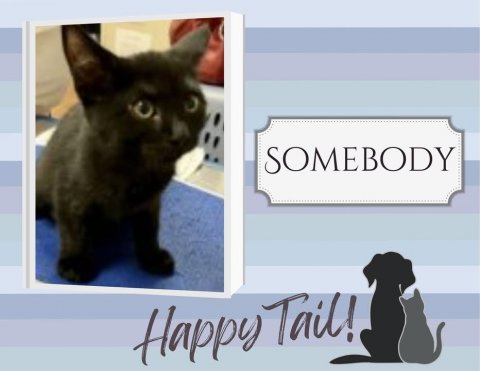 Cat, Mammal, Pet. Text: SOMEBODY Happy Tail!