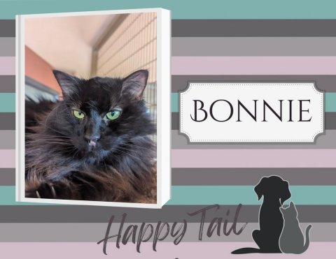 Cat, Mammal, Pet. Text: BONNIE Happy Tail