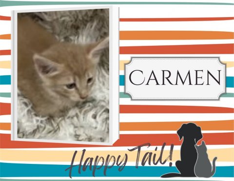 Cat, Kitten, Pet. Text: CARMEN Happy Tail!