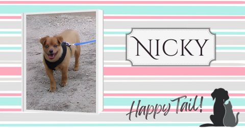 Dog, Accessories, Strap. Text: NICKY Happy Tail!