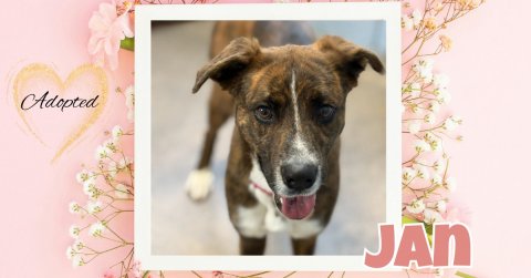 Greeting Card, Mail, Boxer. Text: Adopted