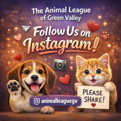 Greeting Card, Dog, Advertisement. Text: The Animal League of Green Valley Follow Us on Instagram! PLEASE SHARE! @ animalleaguegv
