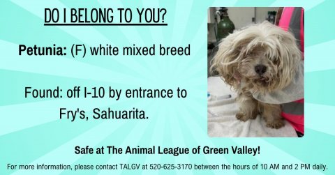 Advertisement, Poster, Dog. Text: DO I BELONG TO YOU? Petunia: (F) white mixed breed Found: off l-10 by entrance to Fry's, Sahuarita. Safe at The Animal League of Green Valley! For more information, please contact TALGV at 520-625-3170 between the hours of 10 AM and 2 PM daily.