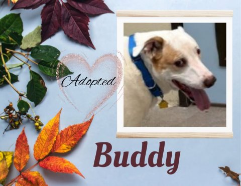 Leaf, Greeting Card, Dog. Text: Adopted Buddy