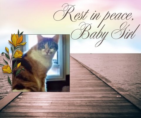 Waterfront, Pier, Port. Text: Rest in peace, Baby Girl
