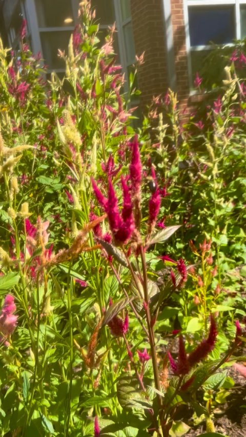 Grass, Herbal, Vegetation.