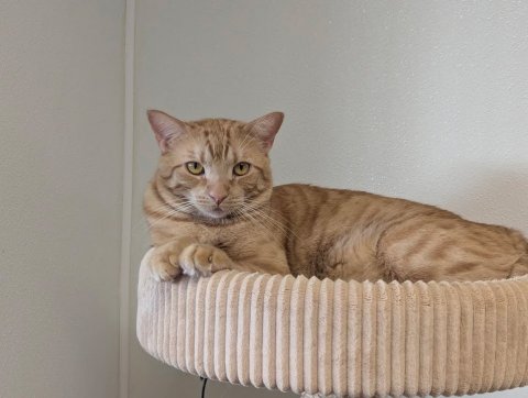 Cat, Pet, Abyssinian.