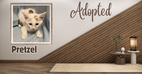 Interior Design, Kitten, Painting. Text: Adopted Pretzel