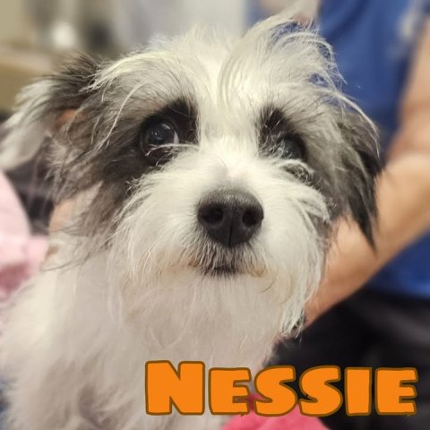 Canine, Dog, Pet. Text: NESSIE