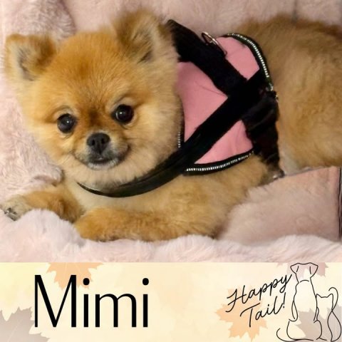 Canine, Dog, Pet. Text: Mimi Happy Tail!