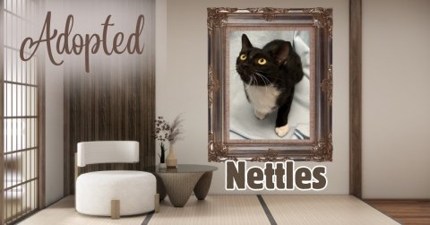Interior Design, Furniture, Cat. Text: Adopted Nettles