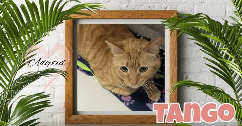 Cat, Pet, Plant. Text: Adopted TANGO