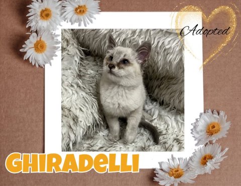 Daisy, Flower, Greeting Card. Text: Adopted