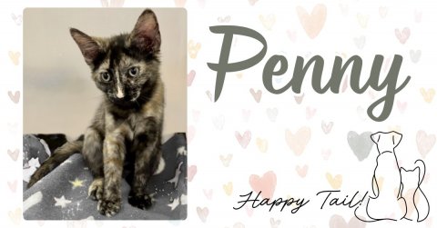 Cat, Kitten, Pet. Text: Penny