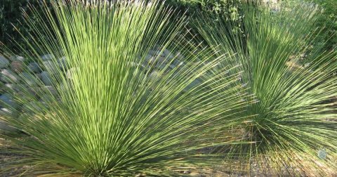 Vegetation, Grass, Agavaceae.
