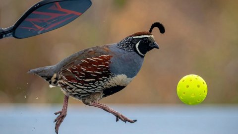 Animal, Bird, Quail.