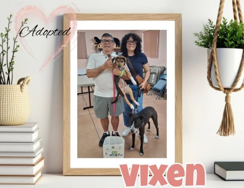 Adult, Person, Woman. Text: Adopted