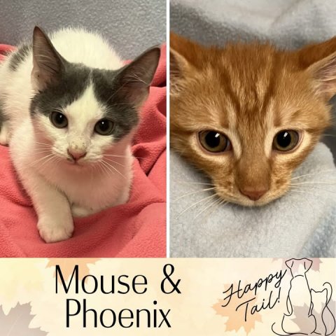 Cat, Kitten, Pet. Text: Mouse &amp; Phoenix Happy Tail!