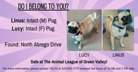 Canine, Dog, Pug. Text: DO I BELONG TO YOU? Linus: Intact (M) Pug Lucy: Intact (F) Pug Found: North Abrego Drive LUCY LINUS Safe at The Animal League of Green Valley! For more information, please contact TALGV at 520-625-3170 between the hours of 10 AM and 2 PM daily.