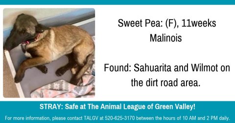 Dog, Mammal, Pet. Text: Sweet Pea: (F), 11weeks Malinois Found: Sahuarita and Wilmot on the dirt road area. STRAY: Safe at The Animal League of Green Valley! For more information, please contact TALGV at 520-625-3170 between the hours of 10 AM and 2 PM daily.