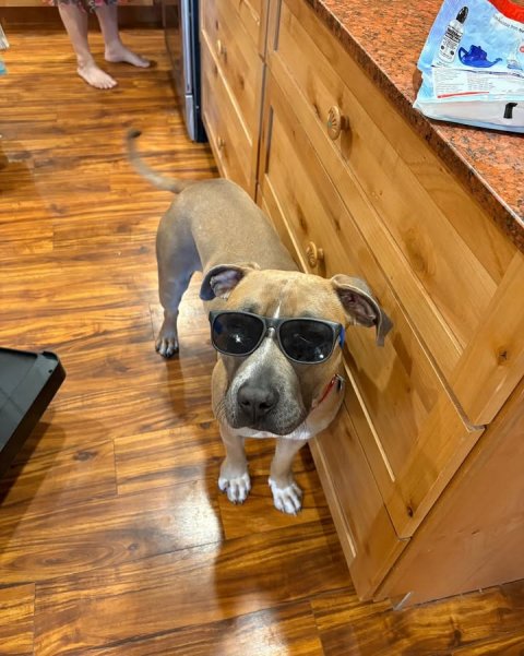 Wood, Hardwood, Interior Design.