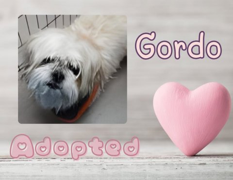 Canine, Dog, Symbol. Text: Gordo Adopted