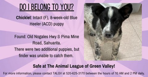 Dog, Advertisement, Poster. Text: DO I BELONG TO YOU? Chicklet: Intact (F), 8-week-old Blue Heeler (ACD) puppy Found: Old Nogales Hwy &amp; Pima Mine Road, Sahuarita. There were two additional puppies, but finder was unable to catch them. Safe at The Animal League of Green Valley! For more information, please contact TALGV at 520-625-3170 between the hours of 10 AM and 2 PM daily.