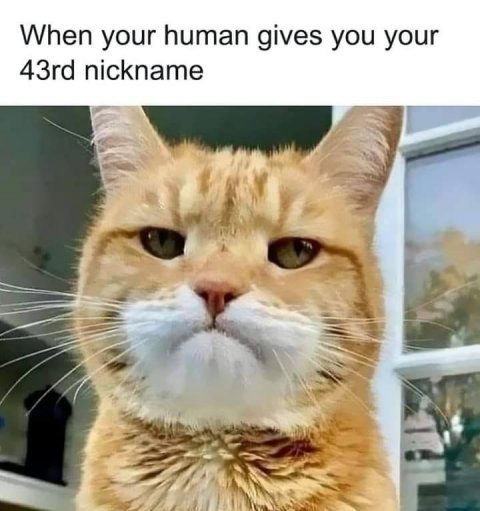 Cat, Pet, Abyssinian. Text: When your human gives you your 43rd nickname