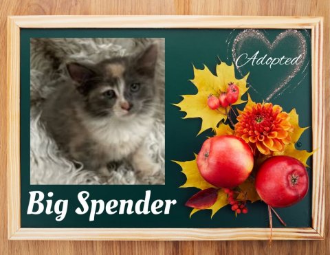 Greeting Card, Dahlia, Cat. Text: Adopted Big Spender