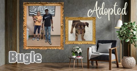 Person, Potted Plant, Art. Text: Adopted Bugle