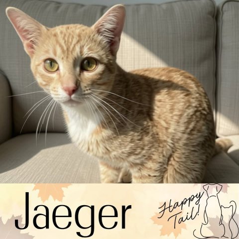 Abyssinian, Cat, Pet. Text: Jaeger Happy Tail!