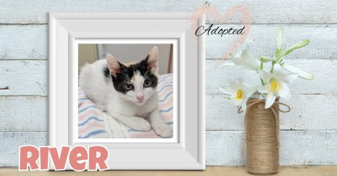 Cat, Kitten, Greeting Card. Text: Adopted RIVER