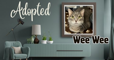 Lamp, Cat, Plant. Text: Adopted Wee Wee